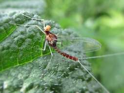 Image of Cloeon dipterum (Linnaeus 1761)