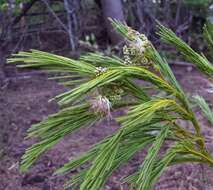 Image of Albizia polyphylla E. Fourn.