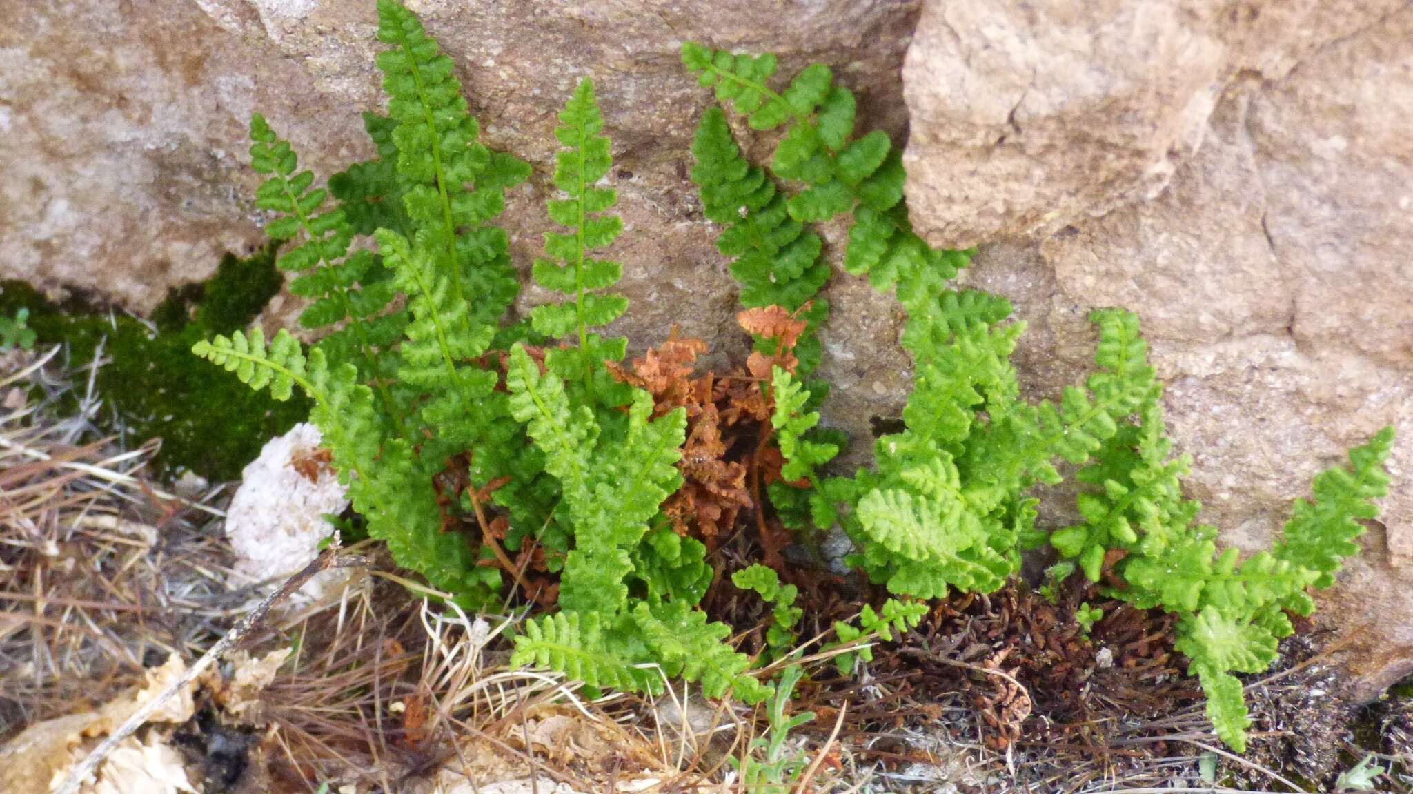 Image of Woodsia montevidensis (Spreng.) Hieron.