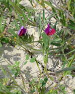 Image of subterranean vetch