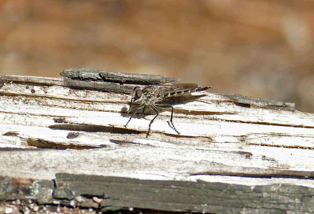 Image of Machimus maneei (Hine 1909)