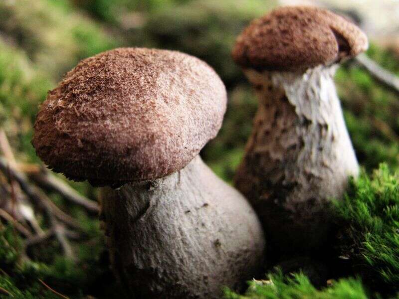 Image of Armillaria ostoyae (Romagn.) Herink 1973