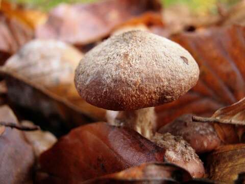 Image of Armillaria ostoyae (Romagn.) Herink 1973