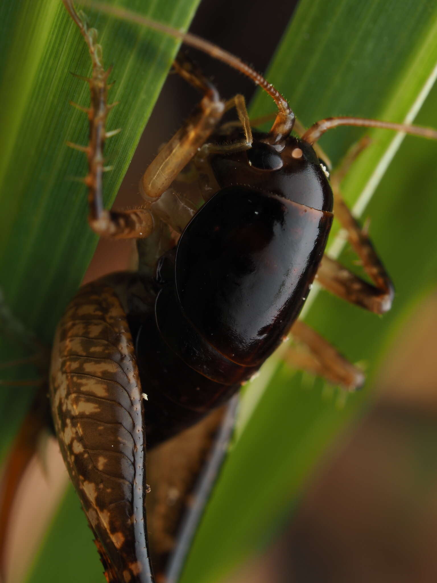 Image of Hemiandrus nox Taylor Smith, Trewick & Morgan-Richards 2016