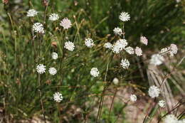 Imagem de Astrantia minor L.