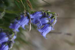 Image of Bearded Bellflower