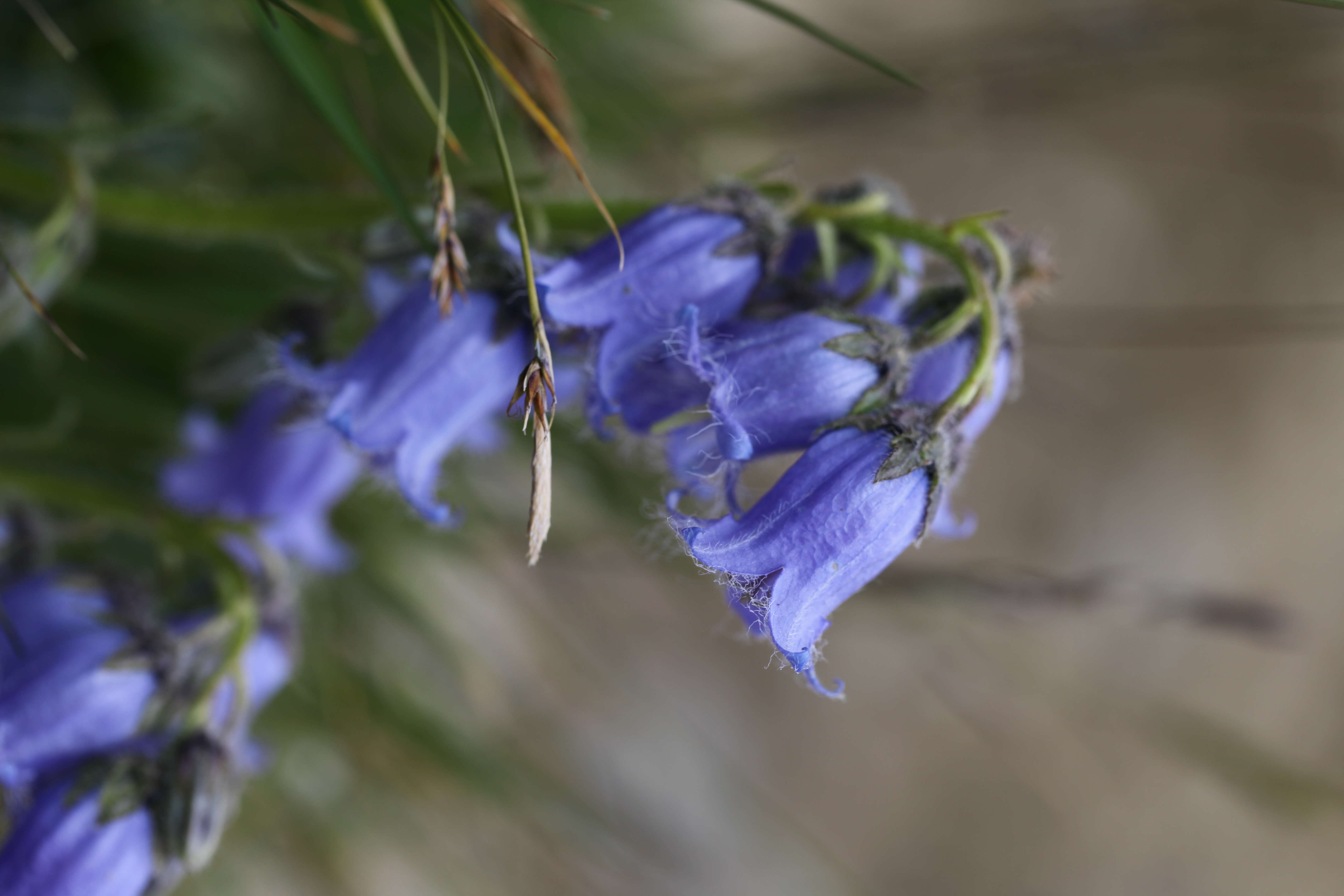 Image of Bearded Bellflower