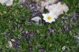 Imagem de Dryas octopetala L.