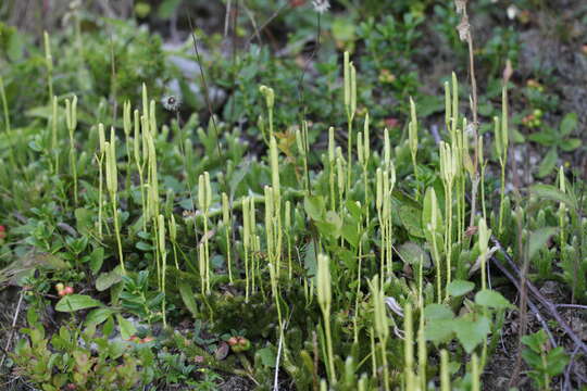 Image of Stag's-horn Clubmoss