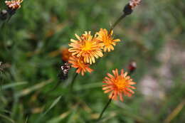 Imagem de Pilosella aurantiaca (L.) Sch. Bip., F. W. Schultz & Sch. Bip.