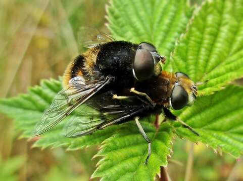 Image of Eristalis intricaria (Linnaeus 1758)