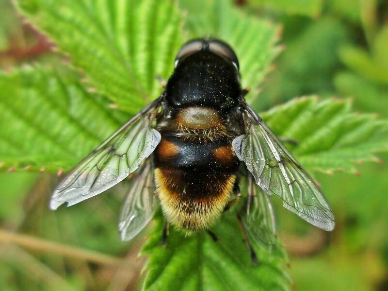 Слика од Eristalis intricaria (Linnaeus 1758)