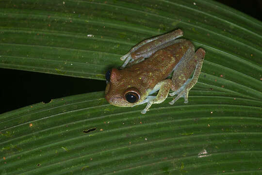 Image of Boana nympha (Faivovich, Moravec, Cisneros-Heredia & Köhler 2006)