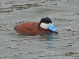 Image of Bluebills