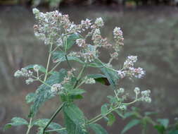 Image of Horse Mint