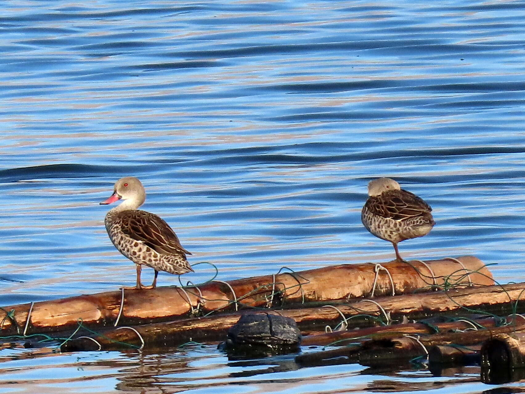 Image of Cape Teal