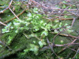 Image of Common Duckweed