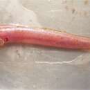 Image of Red eelgoby