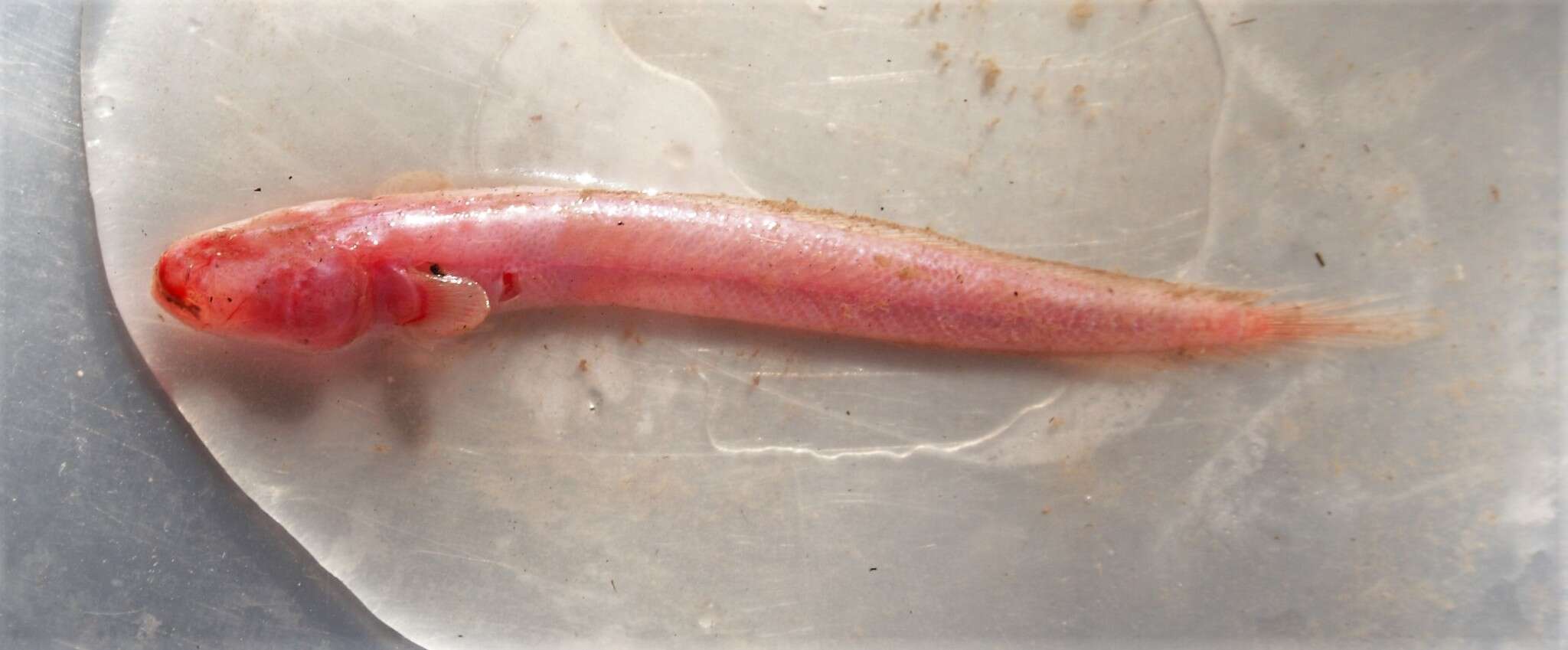 Image of Red eelgoby