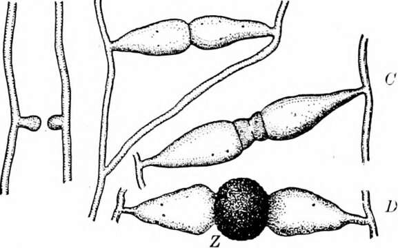 Image de Rhizopodaceae