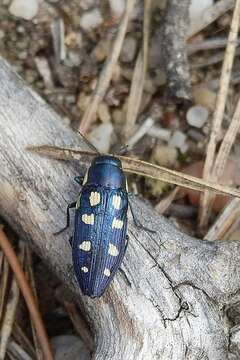 Image of Buprestis octoguttata Linnaeus 1758