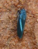 Graphocephala lugubris (Signoret 1854)的圖片