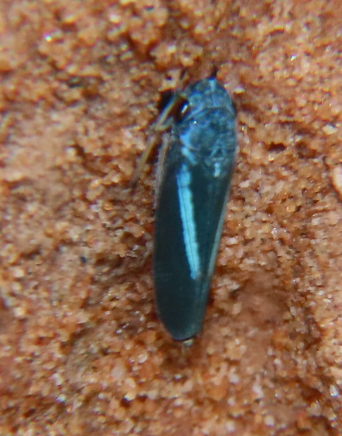 Graphocephala lugubris (Signoret 1854)的圖片