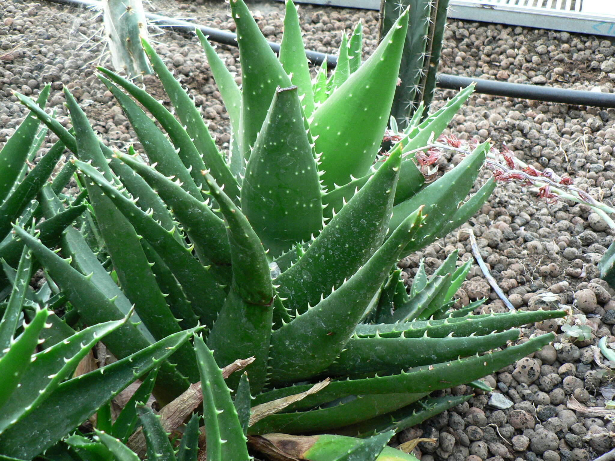 Image of Aloe perfoliata L.