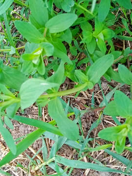 Image of spotted St. Johnswort