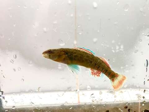 صورة Etheostoma whipplei (Girard 1859)