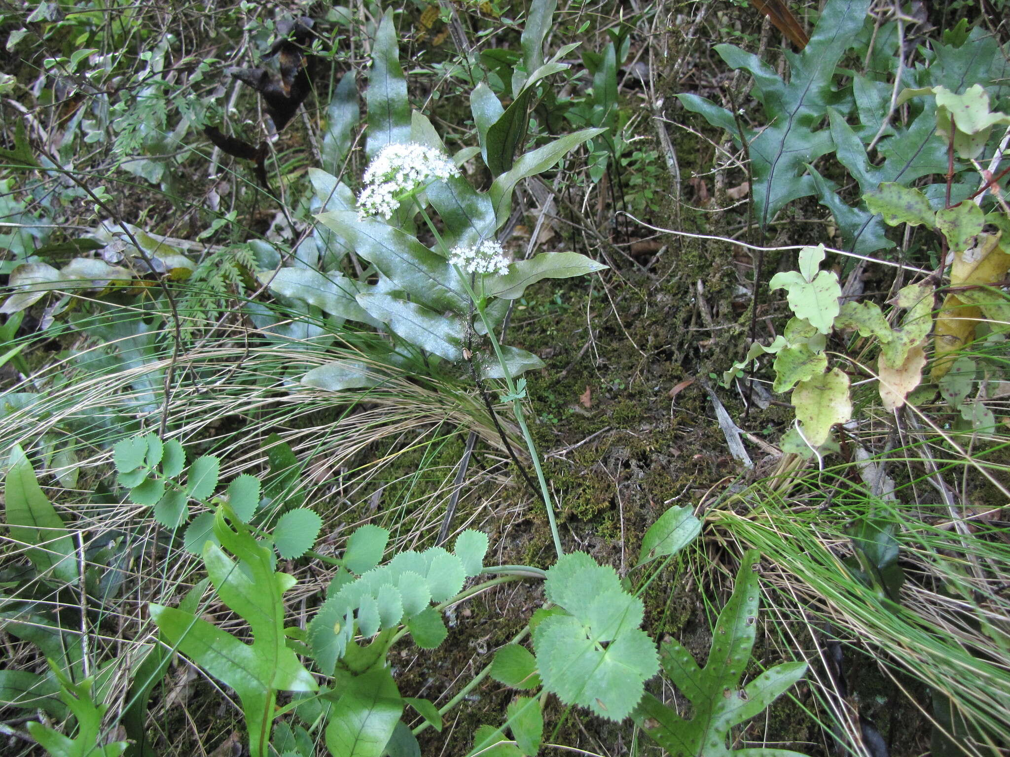 Image of Gingidia grisea Heenan