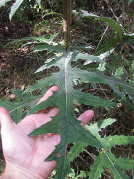 Image of Cirsium subcoriaceum (Less.) Sch. Bip. ex Seem.