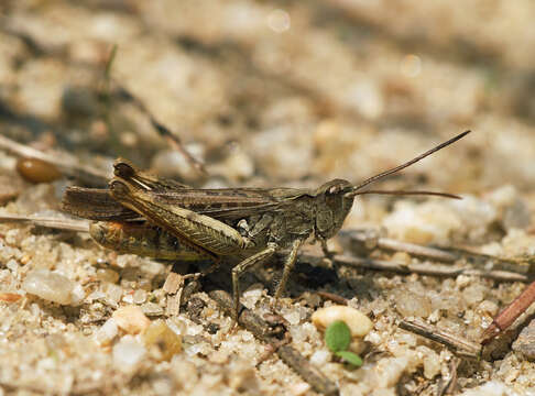 Image of Common Field Grasshopper