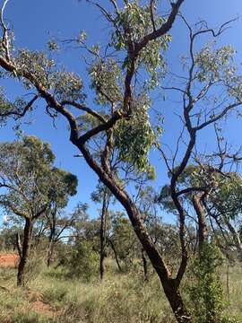 Eucalyptus similis Maiden的圖片