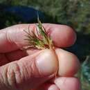 Image of Isolepis montivaga (S. T. Blake) K. L. Wilson