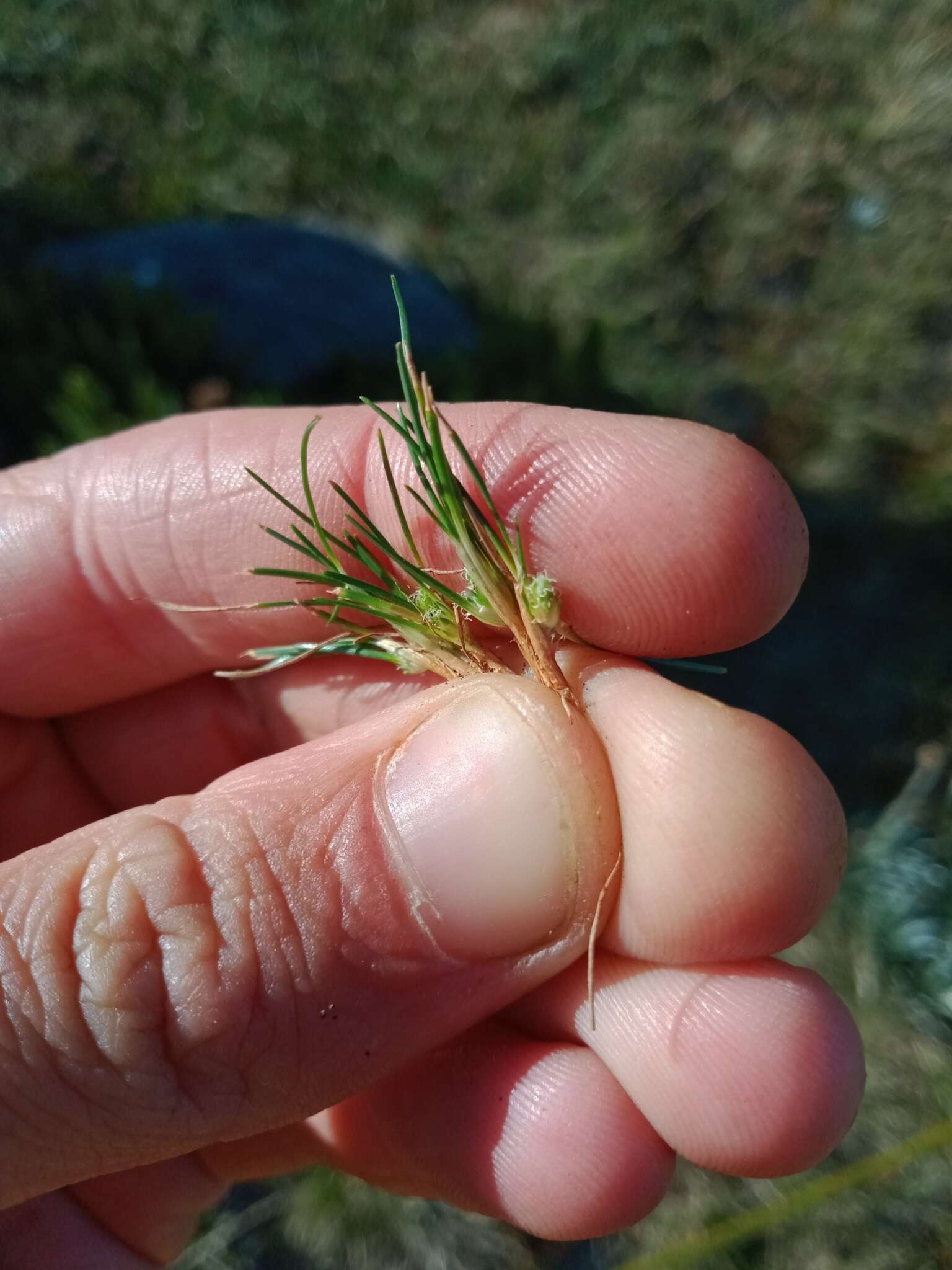 Image of Isolepis montivaga (S. T. Blake) K. L. Wilson