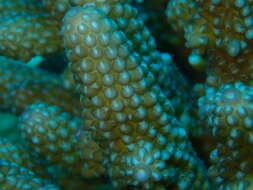 Image of Staghorn coral