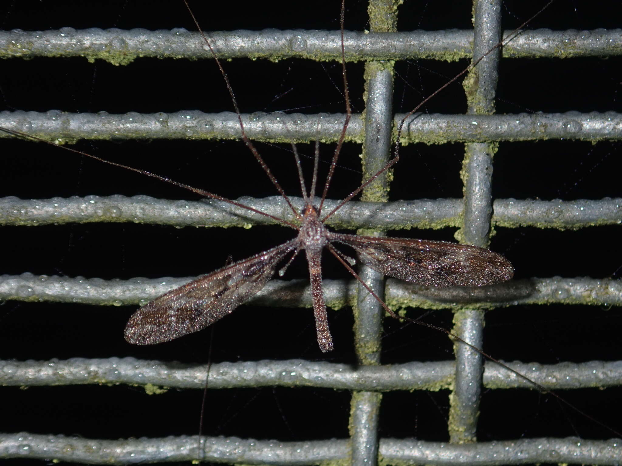 Image of Leptotarsus (Macromastix) binotatus (Hutton 1900)