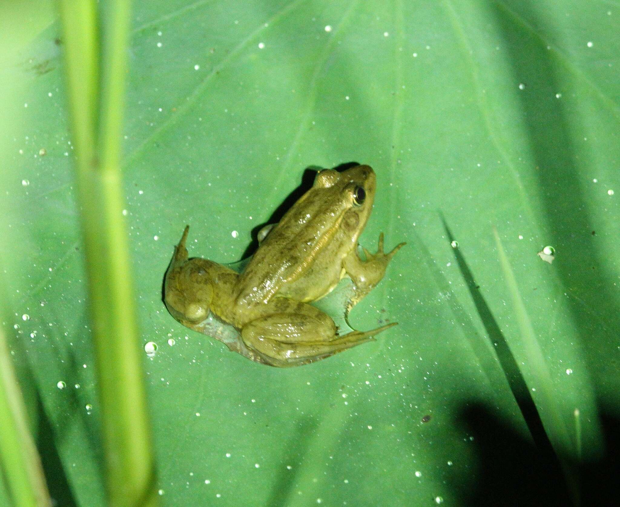 Image of Beijing Gold-striped Pond Frog