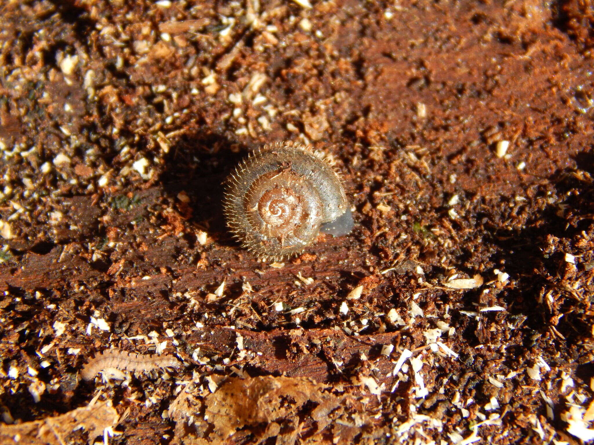 Image of mask snail