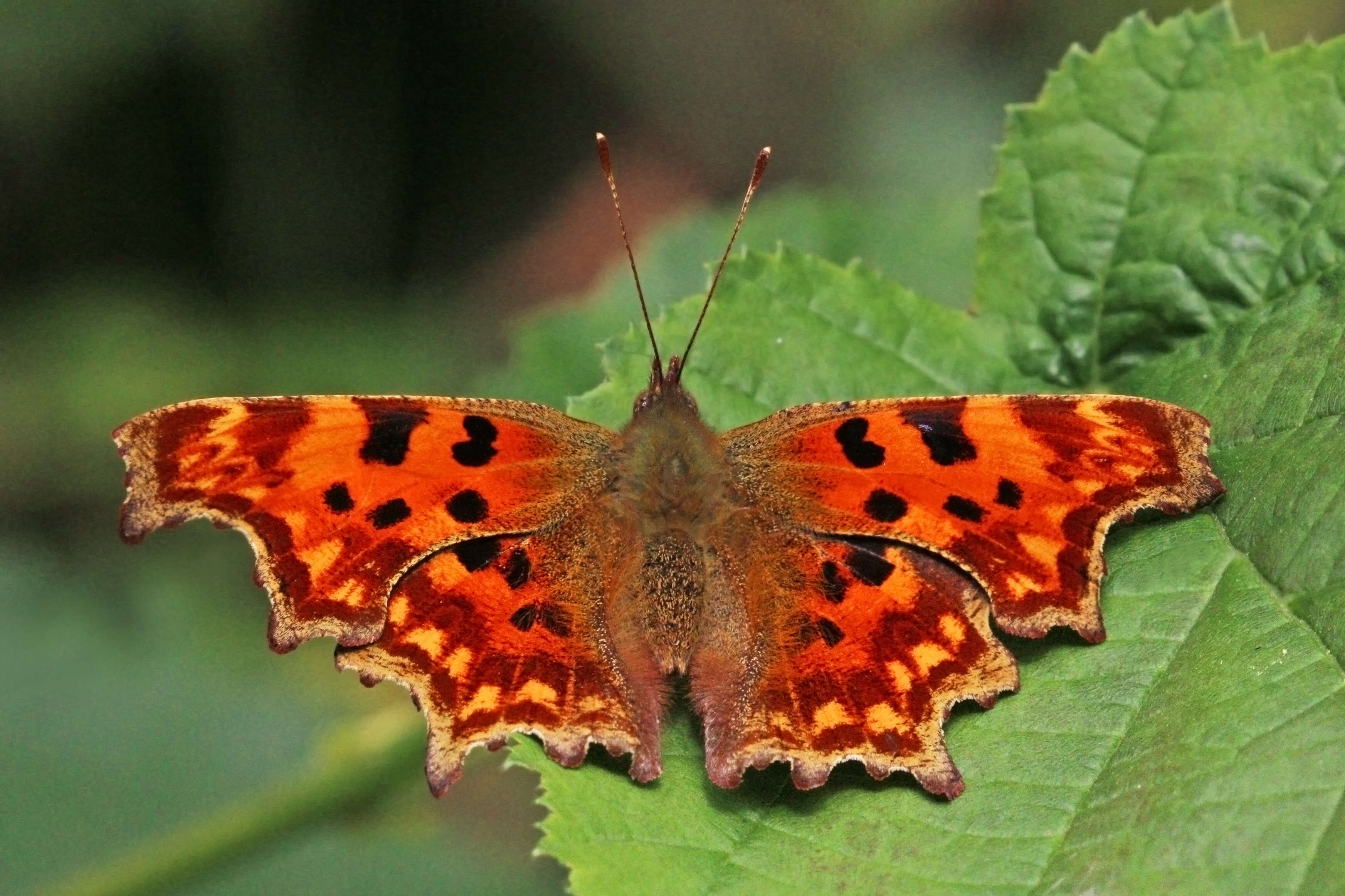 Image of Comma