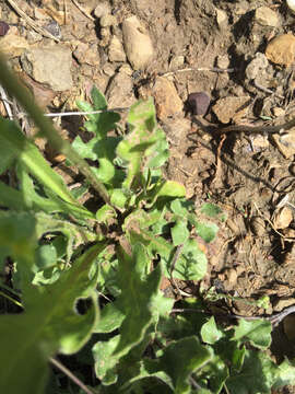 Image of tuberous desert-chicory