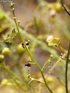 Image of Scrophularia hypericifolia Wydl.