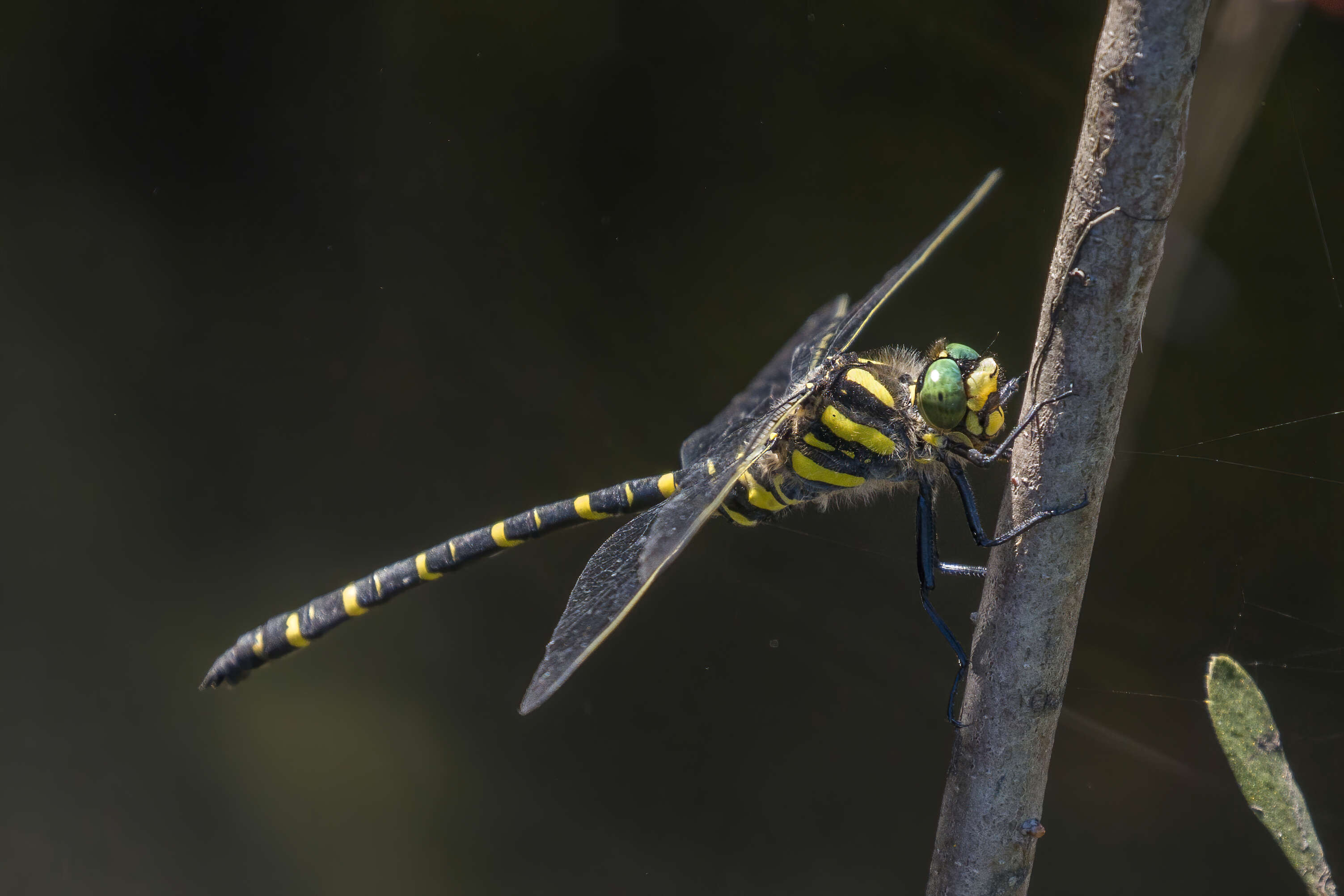 Image of golden-ringed dragonfly