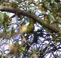 Image of Leiothlypis ruficapilla ruficapilla (Wilson & A 1811)