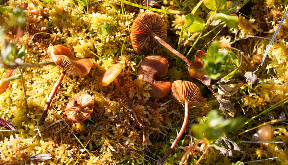 Image de Gymnopilus fulgens (J. Favre & Maire) Singer 1951