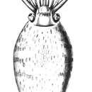 Image of Banded Piglet Squid