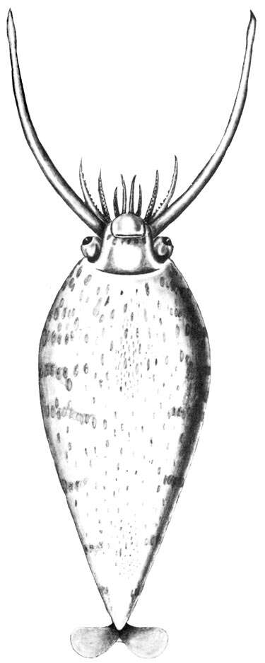 Image of Banded Piglet Squid