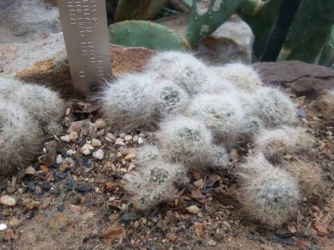 Image of Mammillaria glassii R. A. Foster