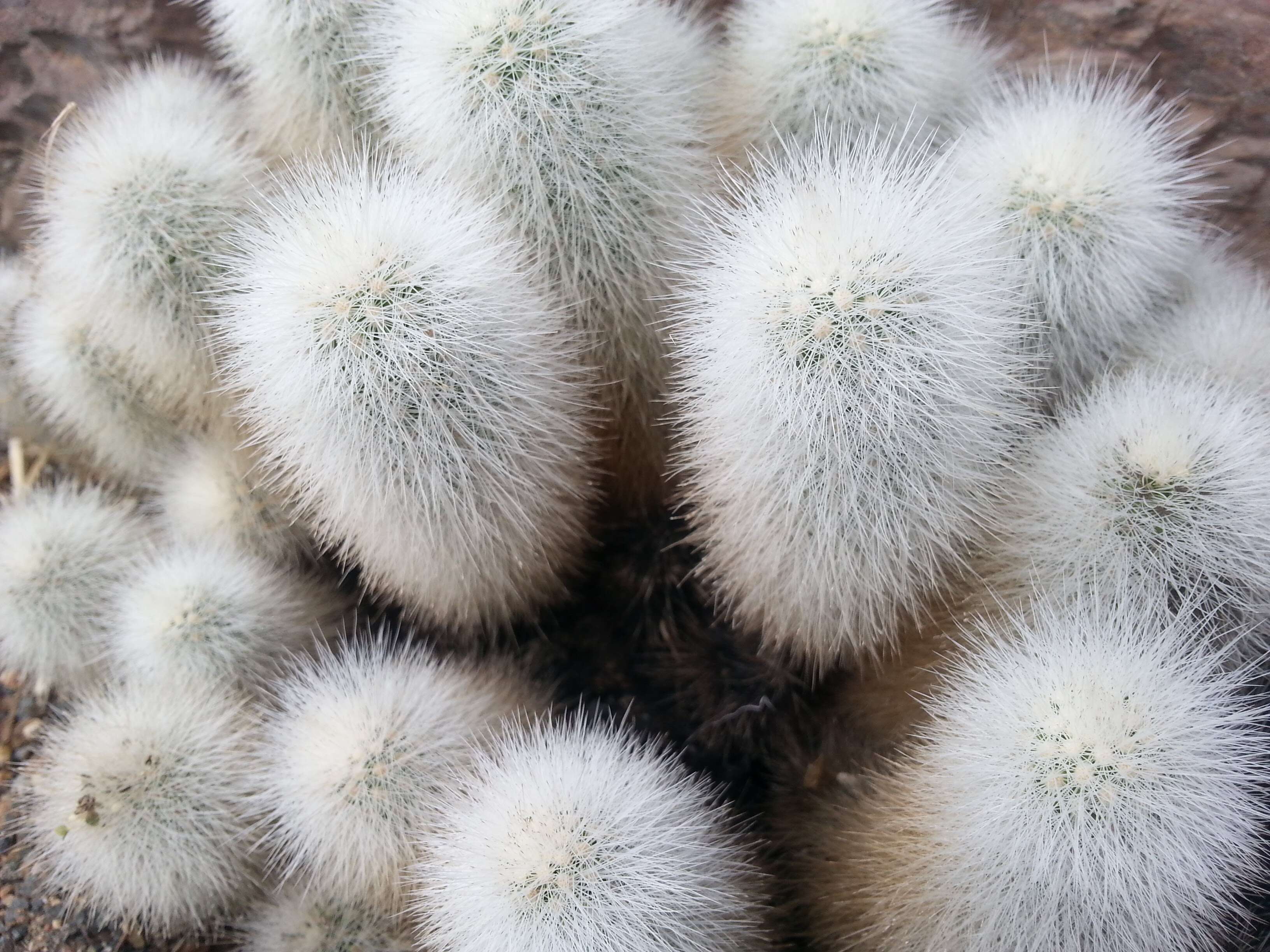 Image of Echinocereus nivosus Glass & R. A. Foster